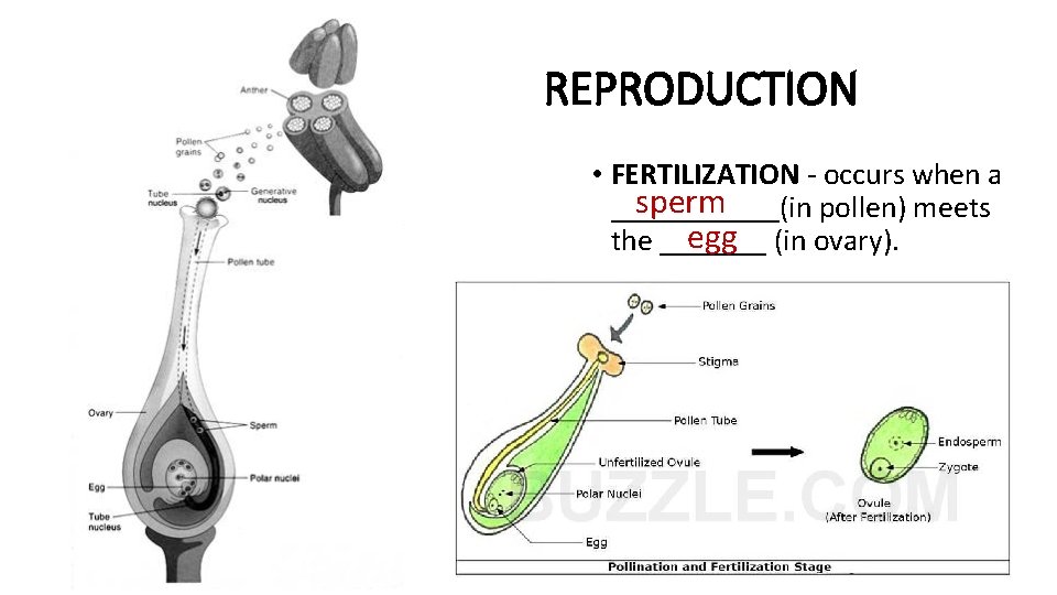 REPRODUCTION • FERTILIZATION - occurs when a sperm ______(in pollen) meets egg (in ovary).