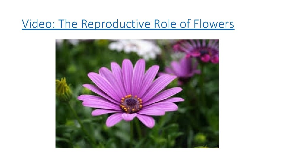 Video: The Reproductive Role of Flowers 