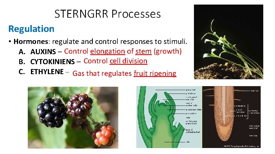 STERNGRR Processes Regulation • Hormones: regulate and control responses to stimuli. Control _________ elongation