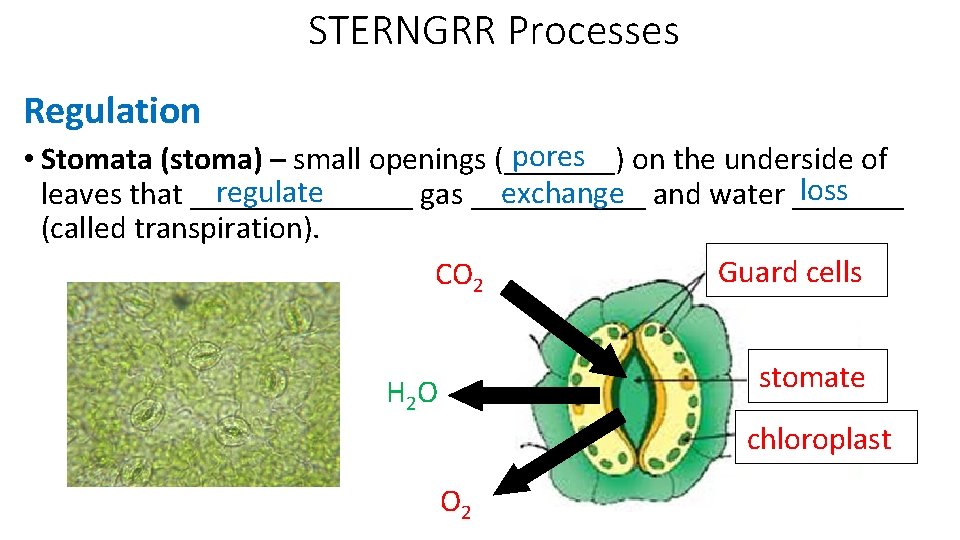 STERNGRR Processes Regulation pores on the underside of • Stomata (stoma) – small openings