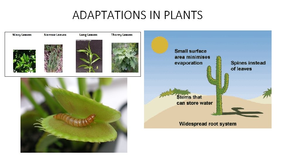 ADAPTATIONS IN PLANTS 