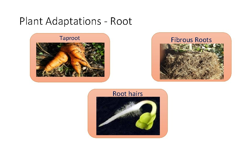 Plant Adaptations - Root Taproot Fibrous Root hairs 