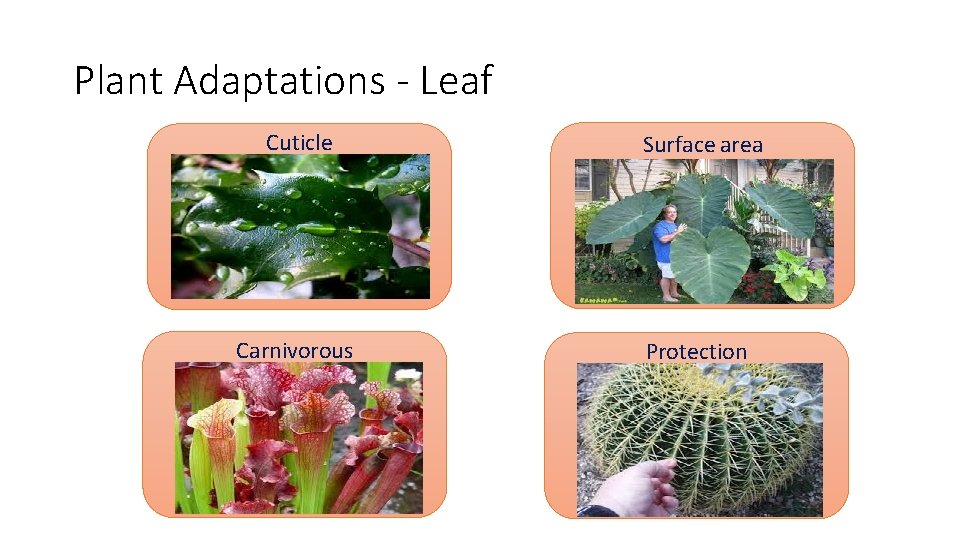 Plant Adaptations - Leaf Cuticle Surface area Carnivorous Protection 
