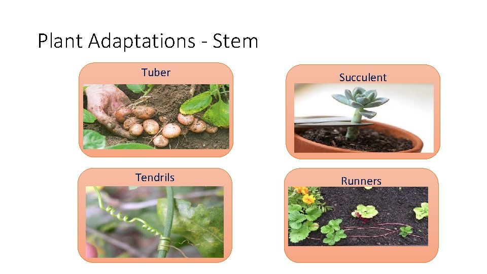 Plant Adaptations - Stem Tuber Succulent Tendrils Runners 