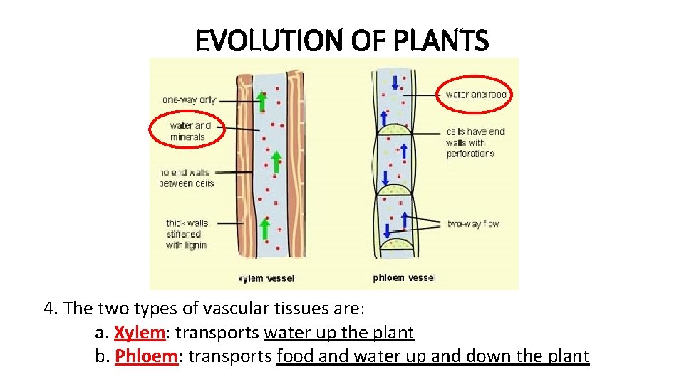 EVOLUTION OF PLANTS 4. The two types of vascular tissues are: a. Xylem: transports