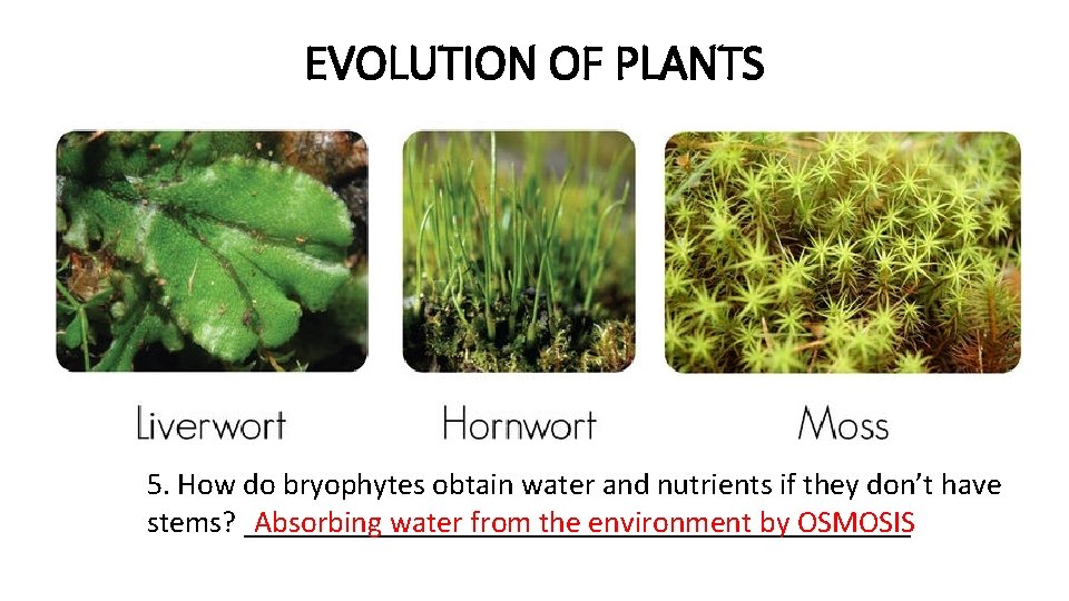EVOLUTION OF PLANTS 5. How do bryophytes obtain water and nutrients if they don’t