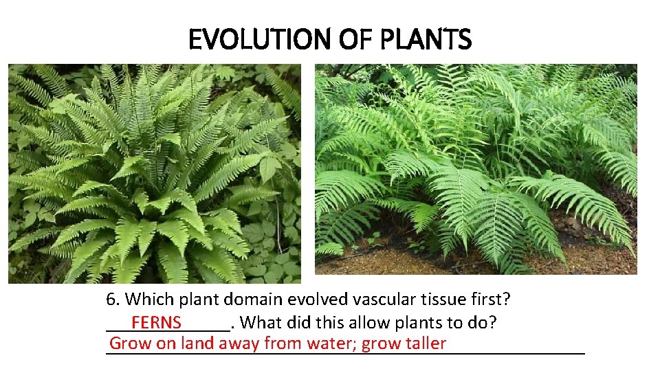 EVOLUTION OF PLANTS 6. Which plant domain evolved vascular tissue first? _______. What did