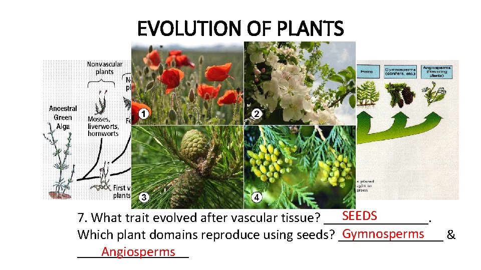 EVOLUTION OF PLANTS SEEDS 7. What trait evolved after vascular tissue? ________. Gymnosperms Which