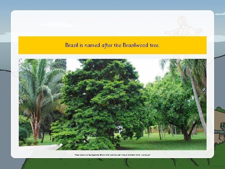 Brazil is named after the Brazilwood tree. Photo courtesy of mauroguanandi (@flickr. com) -