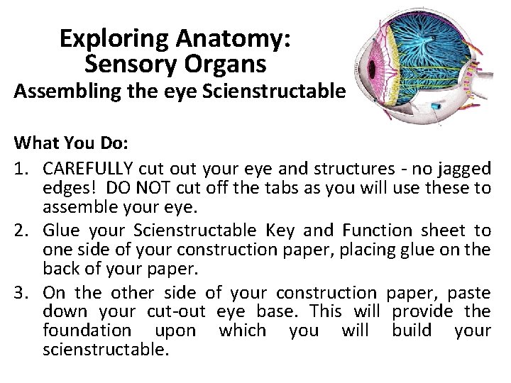 Exploring Anatomy: Sensory Organs Assembling the eye Scienstructable What You Do: 1. CAREFULLY cut