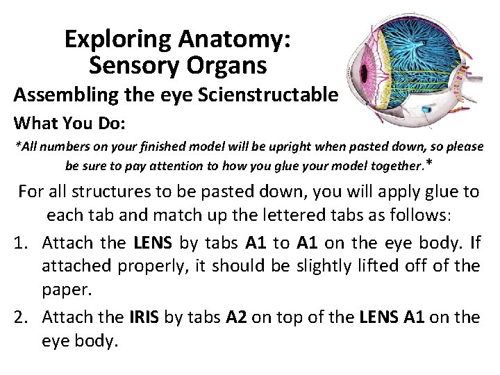 Exploring Anatomy: Sensory Organs Assembling the eye Scienstructable What You Do: *All numbers on