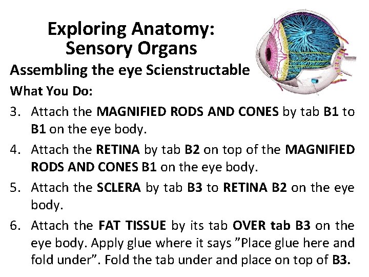 Exploring Anatomy: Sensory Organs Assembling the eye Scienstructable What You Do: 3. Attach the