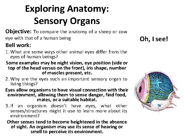 Exploring Anatomy: Sensory Organs Objective: To compare the anatomy of a sheep or cow