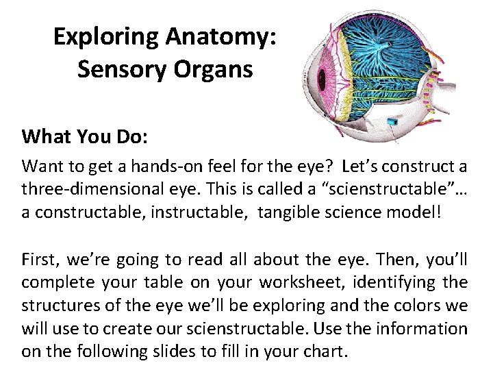 Exploring Anatomy: Sensory Organs What You Do: Want to get a hands-on feel for