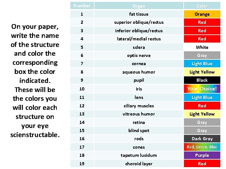 On your paper, write the name of the structure and color the corresponding box