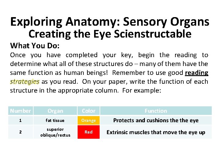 Exploring Anatomy: Sensory Organs Creating the Eye Scienstructable What You Do: Once you have