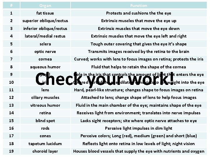 # Organ Function 1 fat tissue Protects and cushions the eye 2 superior oblique/rectus