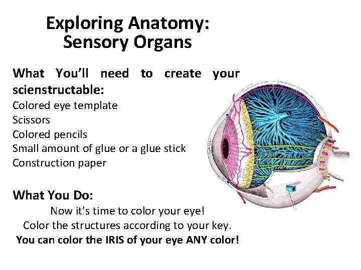 Exploring Anatomy: Sensory Organs What You’ll need to create your scienstructable: Colored eye template
