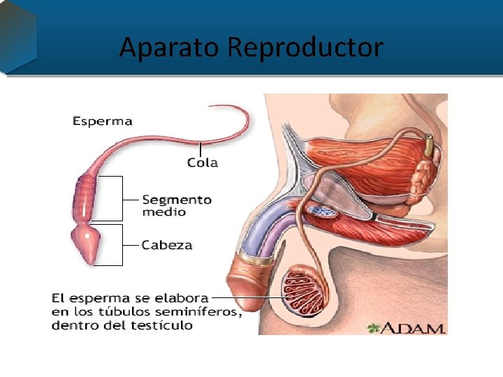 Aparato Reproductor 