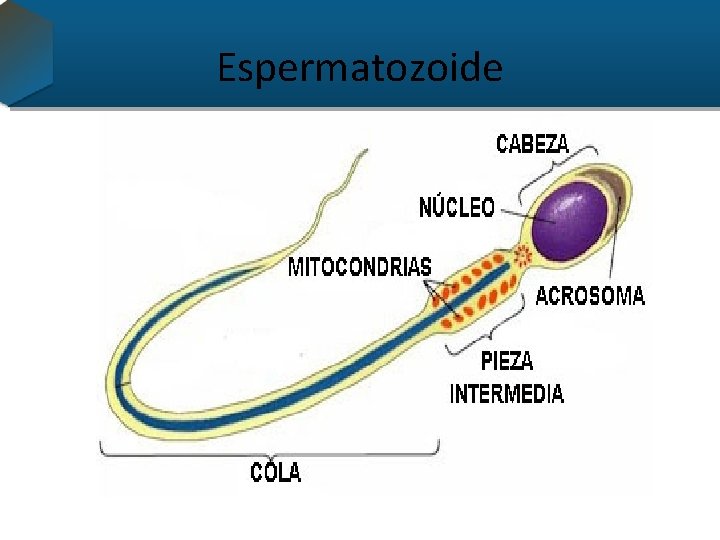 Espermatozoide 