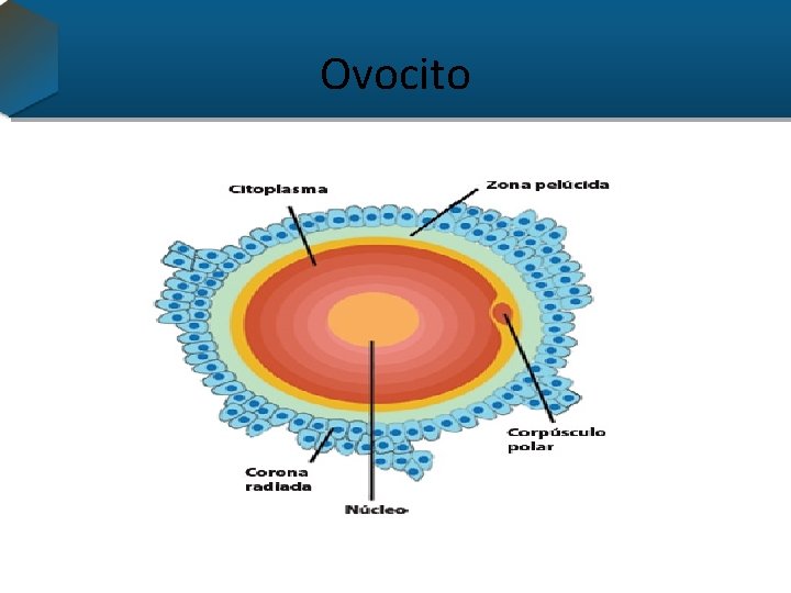 Ovocito 