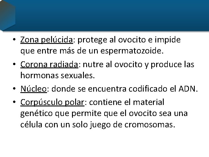  • Zona pelúcida: protege al ovocito e impide que entre más de un