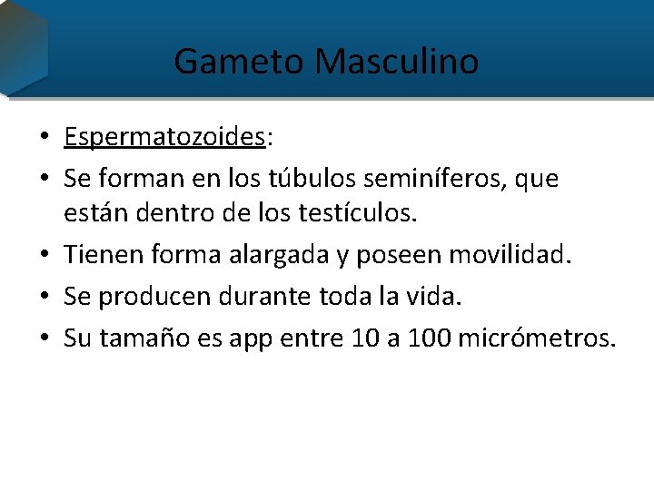 Gameto Masculino • Espermatozoides: • Se forman en los túbulos seminíferos, que están dentro