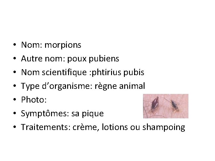  • • Nom: morpions Autre nom: poux pubiens Nom scientifique : phtirius pubis