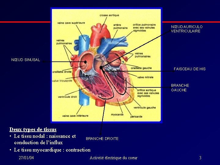 NŒUD AURICULO VENTRICULAIRE NŒUD SINUSAL FAISCEAU DE HIS BRANCHE GAUCHE Deux types de tissus