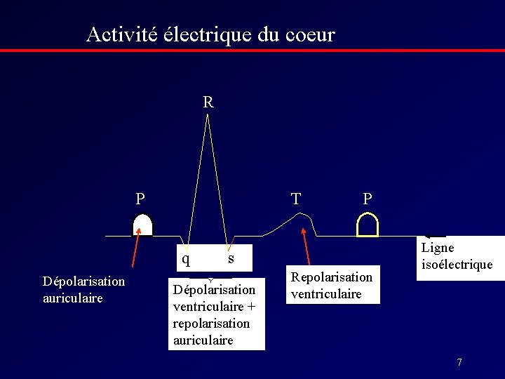 Activité électrique du coeur R P T q Dépolarisation auriculaire P s Dépolarisation ventriculaire