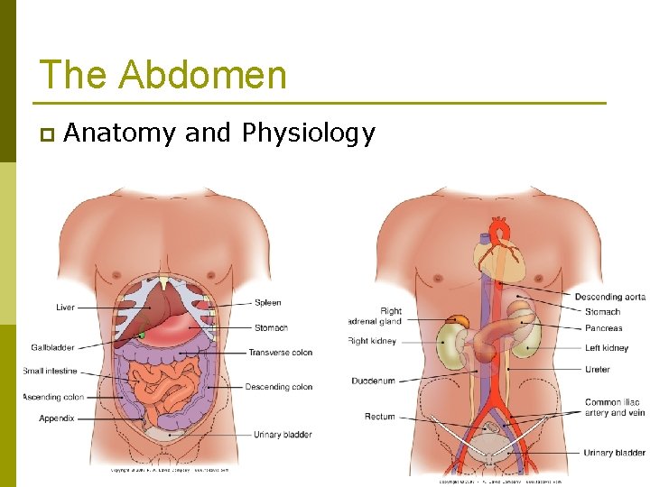 The Abdomen p Anatomy and Physiology 