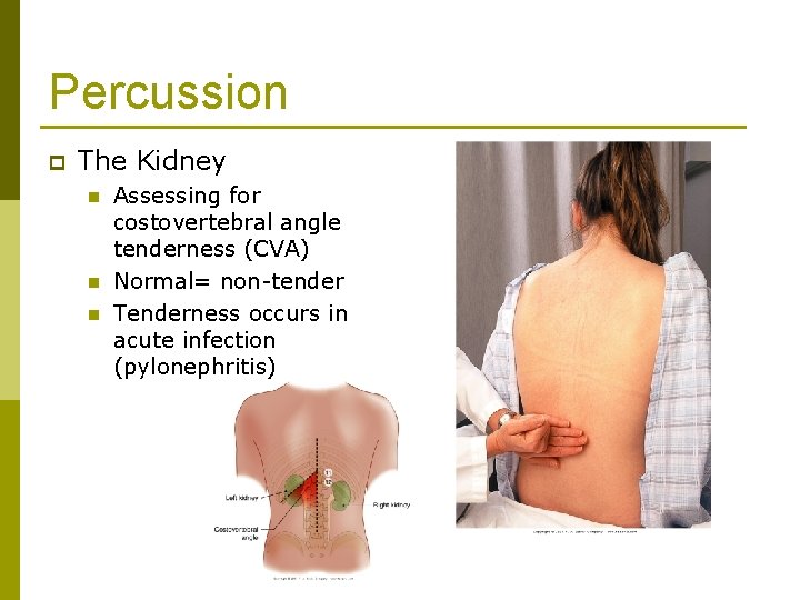 Percussion p The Kidney n n n Assessing for costovertebral angle tenderness (CVA) Normal=