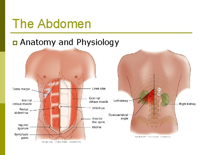 The Abdomen p Anatomy and Physiology 