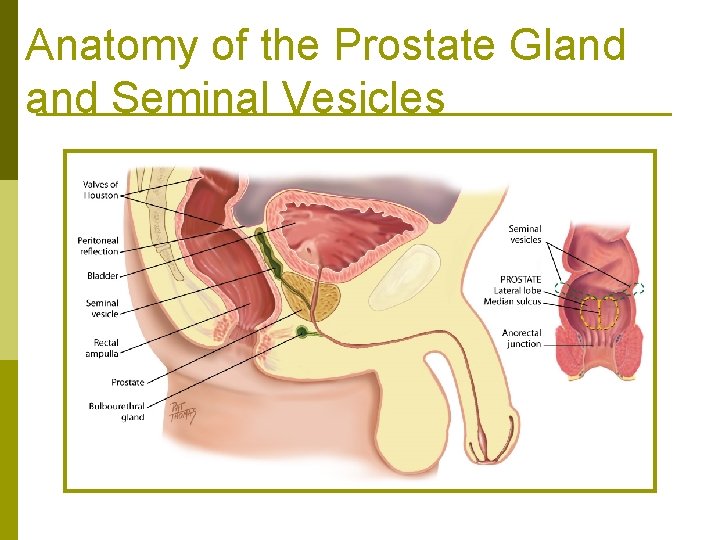 Anatomy of the Prostate Gland Seminal Vesicles 