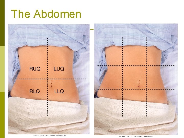 The Abdomen 