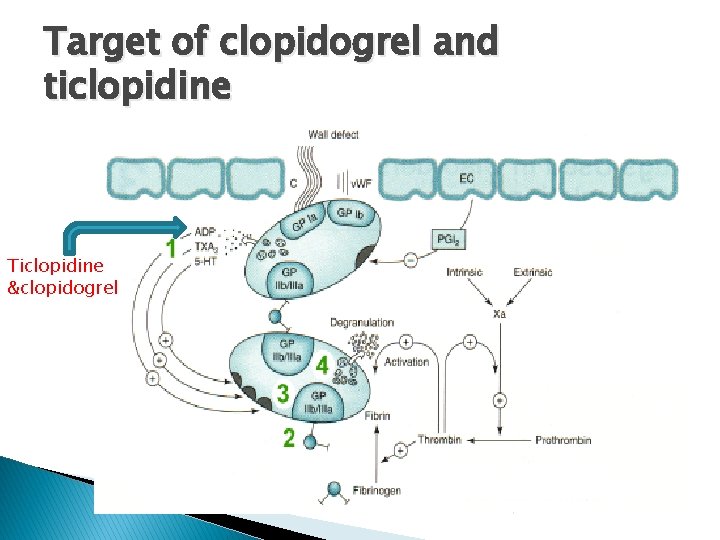 Target of clopidogrel and ticlopidine Ticlopidine &clopidogrel 