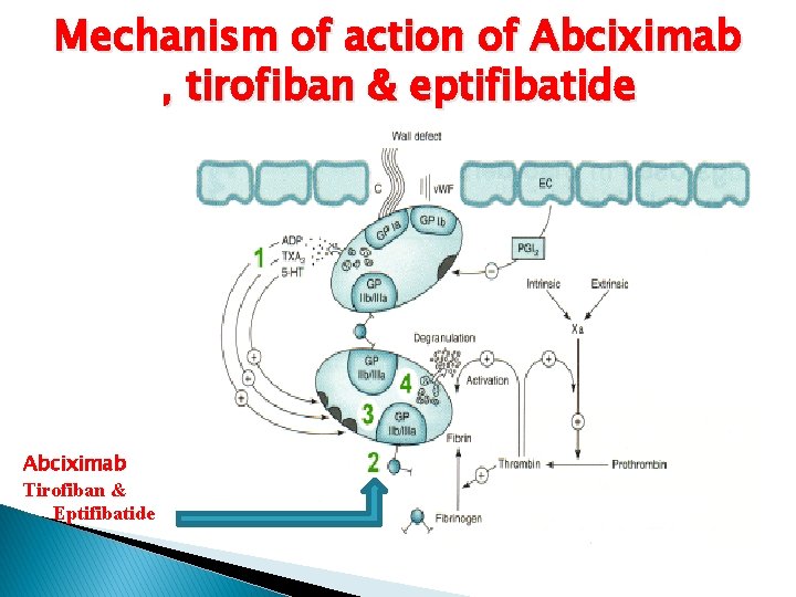 Mechanism of action of Abciximab , tirofiban & eptifibatide Abciximab Tirofiban & Eptifibatide 