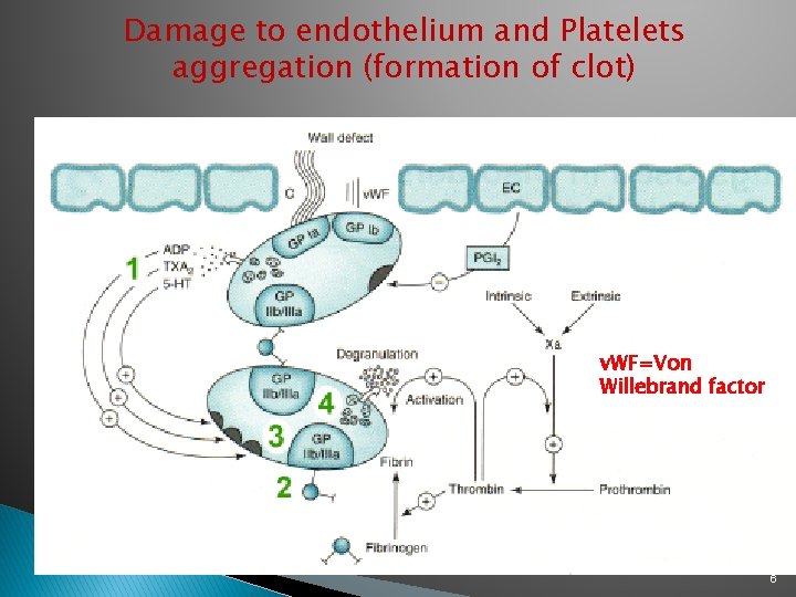Damage to endothelium and Platelets aggregation (formation of clot) v. WF=Von Willebrand factor 6