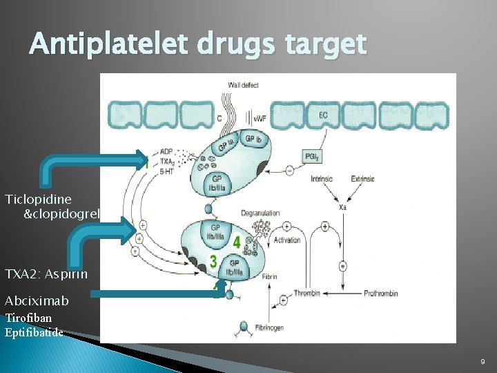 Antiplatelet drugs target Ticlopidine &clopidogrel TXA 2: Aspirin Abciximab Tirofiban Eptifibatide 9 