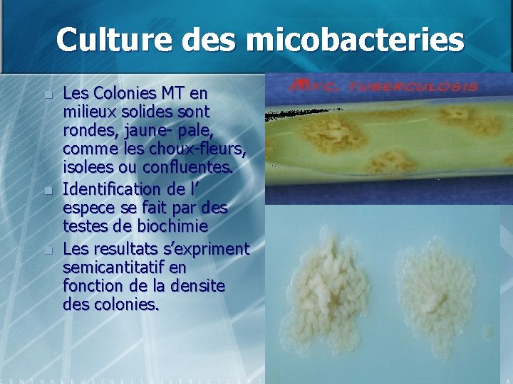 Culture des micobacteries n n n Les Colonies MT en milieux solides sont rondes,