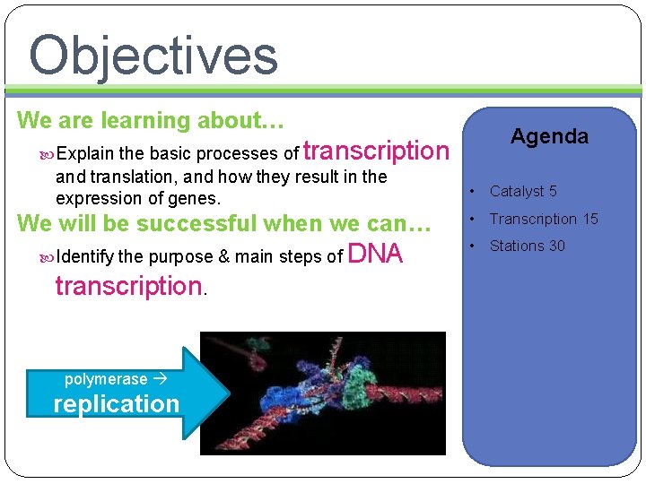 Objectives We are learning about… Explain the basic processes of transcription and translation, and