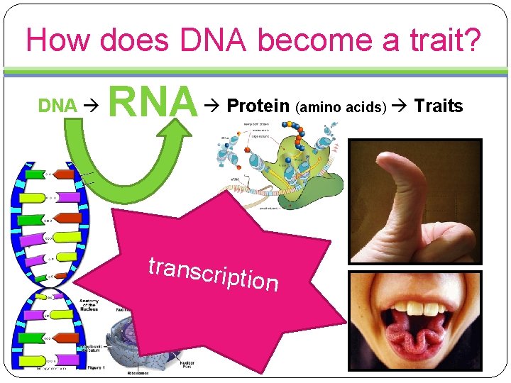 How does DNA become a trait? DNA RNA Protein transcrip tion (amino acids) Traits