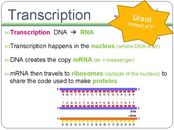 Transcription Uracil instead Transcription DNA RNA of T! Transcription happens in the nucleus (where