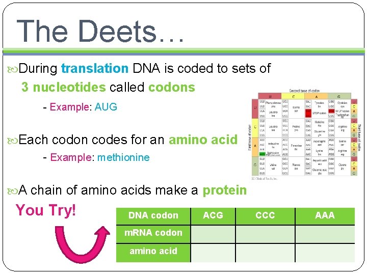 The Deets… During translation DNA is coded to sets of 3 nucleotides called codons