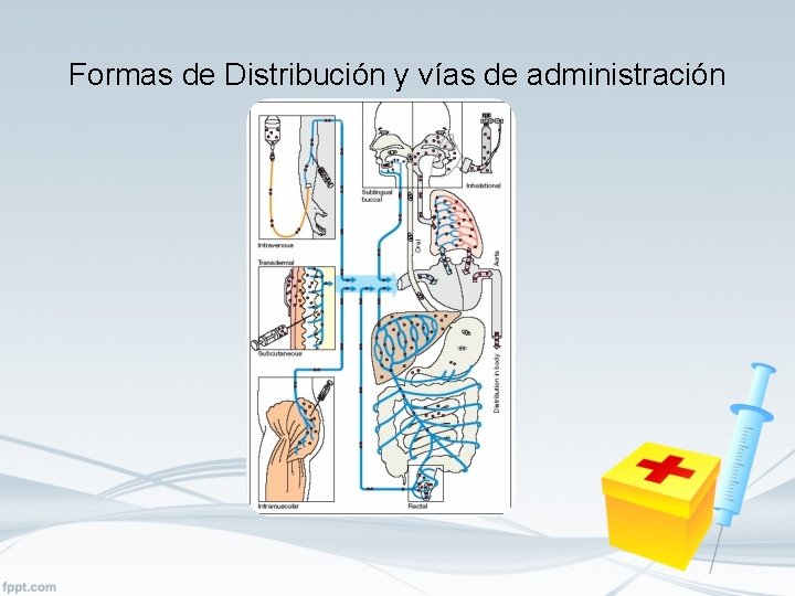 Formas de Distribución y vías de administración 