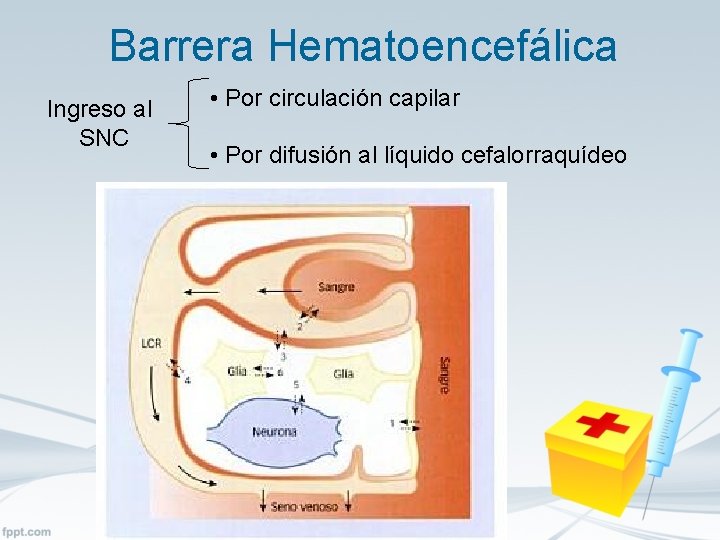 Barrera Hematoencefálica Ingreso al SNC • Por circulación capilar • Por difusión al líquido