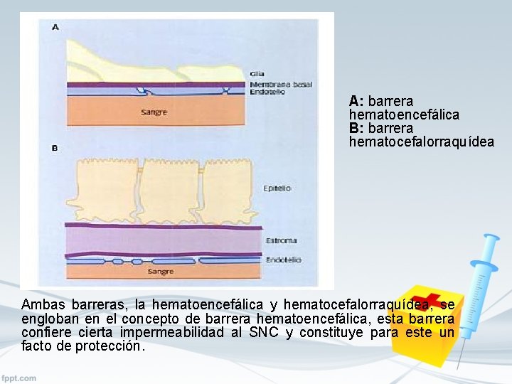 A: barrera hematoencefálica B: barrera hematocefalorraquídea Ambas barreras, la hematoencefálica y hematocefalorraquídea, se engloban