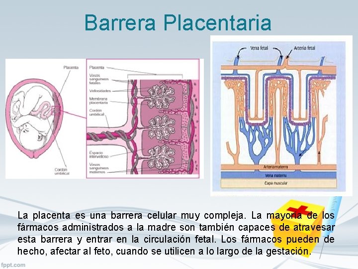Barrera Placentaria La placenta es una barrera celular muy compleja. La mayoría de los