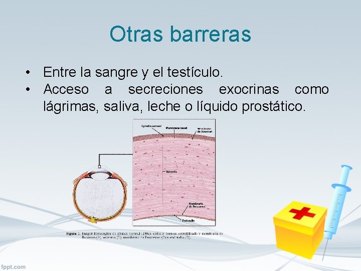 Otras barreras • Entre la sangre y el testículo. • Acceso a secreciones exocrinas