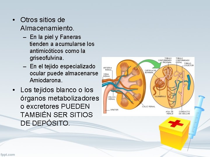  • Otros sitios de Almacenamiento. – En la piel y Faneras tienden a